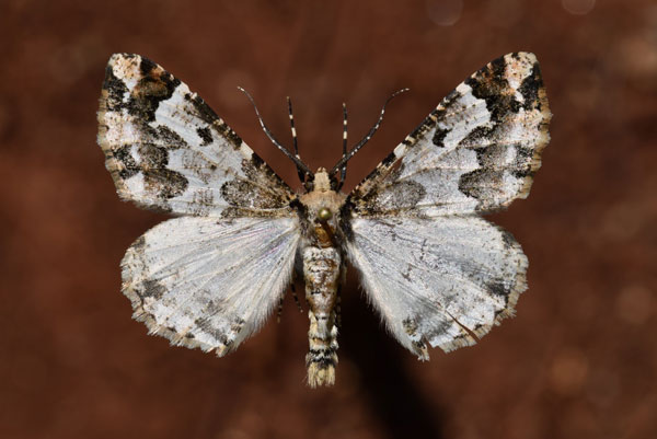 /filer/webapps/moths/media/images/A/albipennis_Oedicentra_AM_Butler.jpg