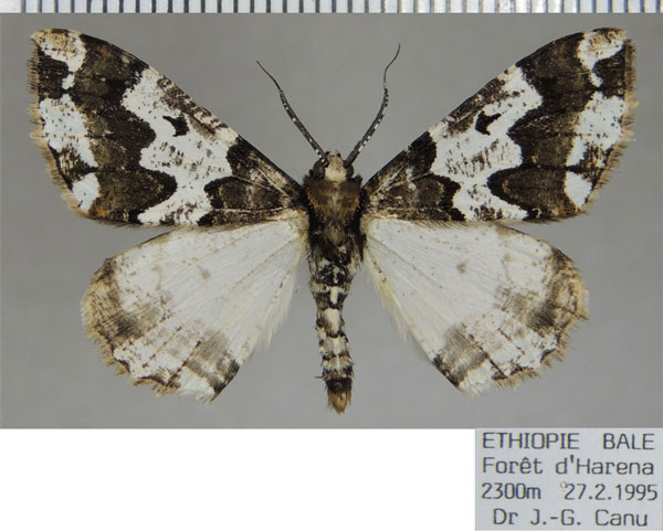 /filer/webapps/moths/media/images/A/albipennis_Oedicentra_AM_ZSM.jpg