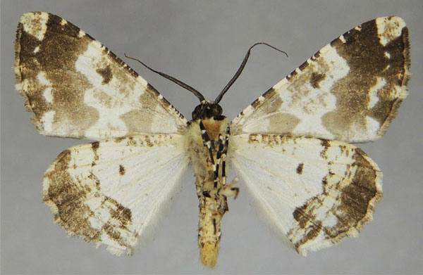 /filer/webapps/moths/media/images/A/albipennis_Oedicentra_AM_ZSMb.jpg