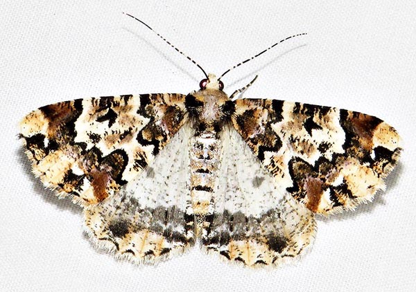 /filer/webapps/moths/media/images/A/albipennis_Oedicentra_A_Braun_08.jpg
