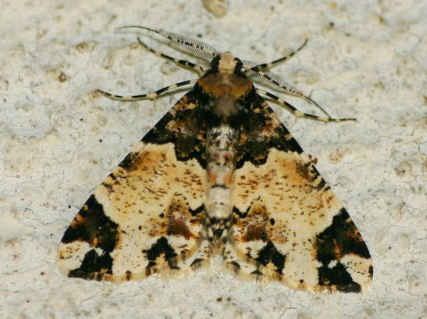 /filer/webapps/moths/media/images/A/albipennis_Oedicentra_A_Wursten.jpg
