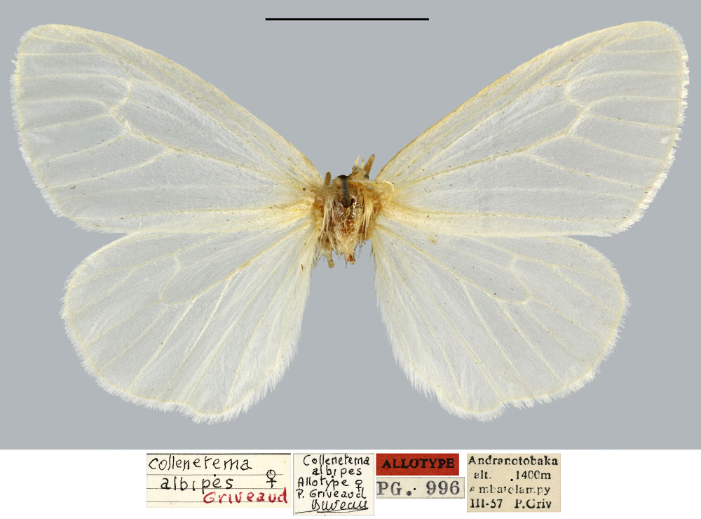 /filer/webapps/moths/media/images/A/albipes_Collenetema_AT_MNHN.jpg
