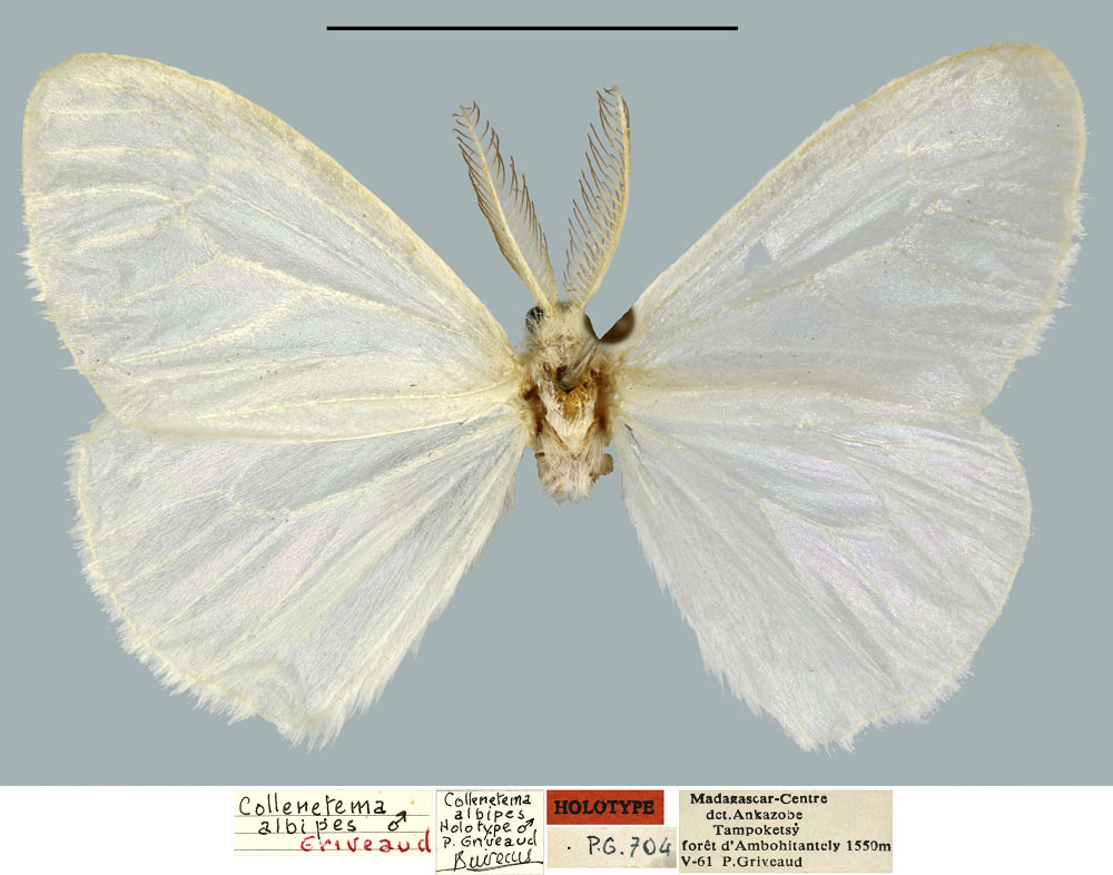 /filer/webapps/moths/media/images/A/albipes_Collenetema_HT_MNHN.jpg