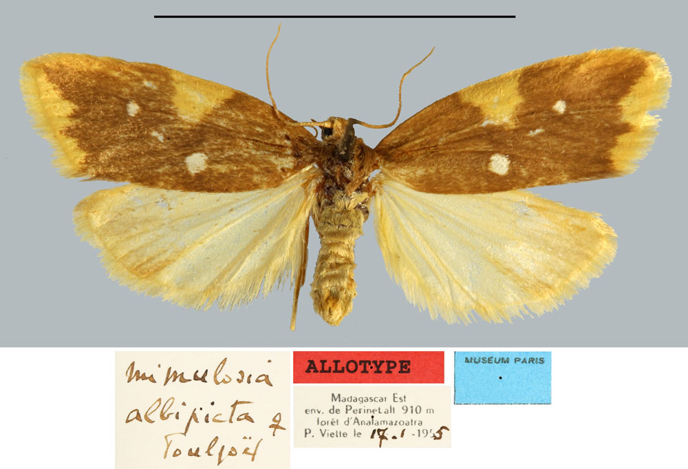 /filer/webapps/moths/media/images/A/albipicta_Mimulosia_AT_MNHNa.jpg