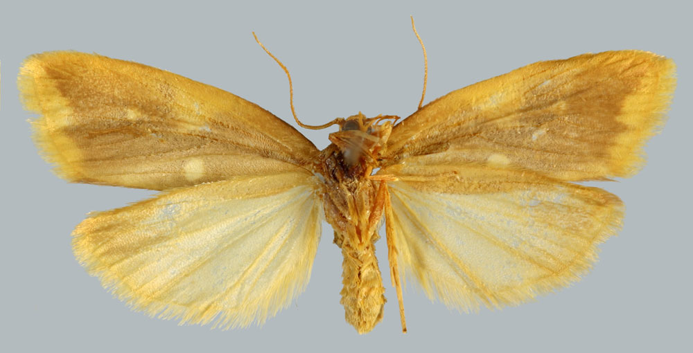 /filer/webapps/moths/media/images/A/albipicta_Mimulosia_AT_MNHNb.jpg