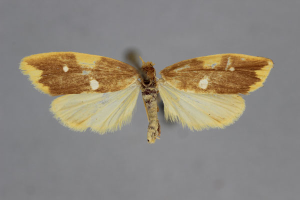 /filer/webapps/moths/media/images/A/albipicta_Mimulosia_A_BMNH.jpg