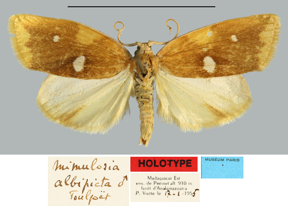 /filer/webapps/moths/media/images/A/albipicta_Mimulosia_HT_MNHNa.jpg