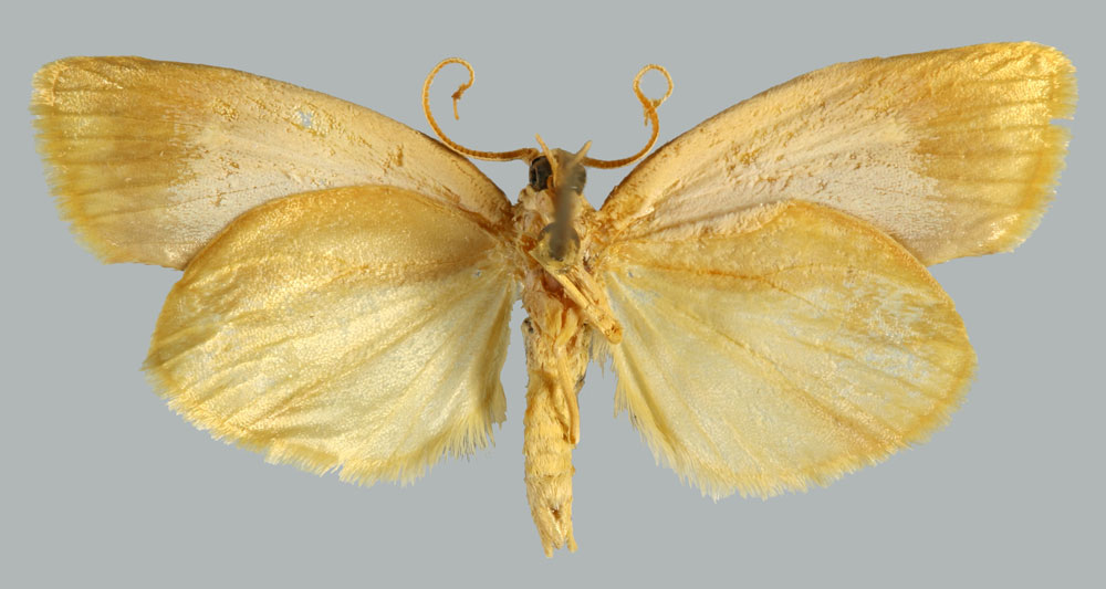 /filer/webapps/moths/media/images/A/albipicta_Mimulosia_HT_MNHNb.jpg
