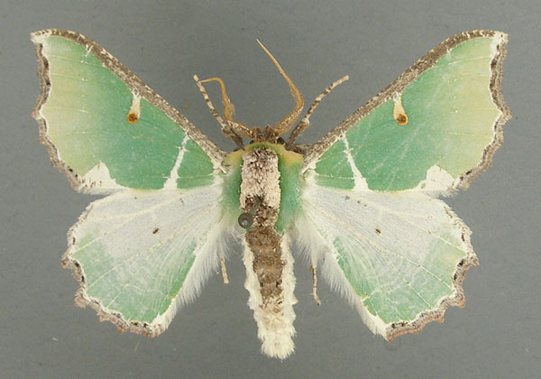 /filer/webapps/moths/media/images/A/albipicta_Victoria_AM_TMSA.jpg