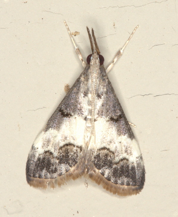/filer/webapps/moths/media/images/A/albiplaga_Autocharis_A_Heyns_02.jpg