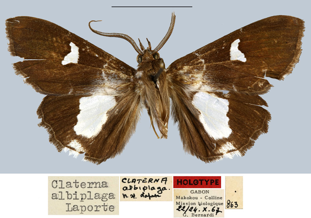 /filer/webapps/moths/media/images/A/albiplaga_Claterna_HT_MNHN.jpg