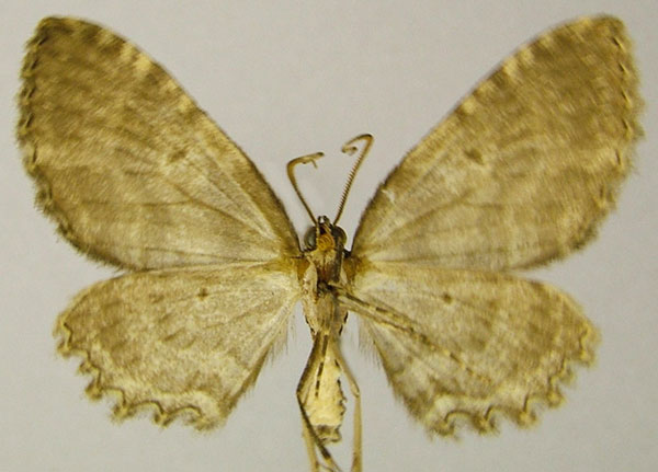 /filer/webapps/moths/media/images/A/albiplaga_Horisme_HT_ZSMb.jpg