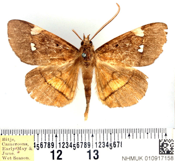 /filer/webapps/moths/media/images/A/albiplagiata_Gracilodes_AM_BMNH.jpg