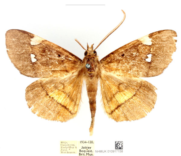 /filer/webapps/moths/media/images/A/albiplagiata_Gracilodes_AM_BMNH_h4BGfK0.jpg