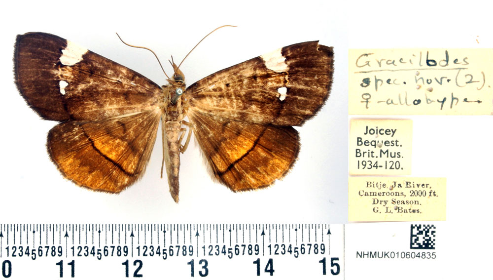 /filer/webapps/moths/media/images/A/albiplagiata_Gracilodes_AT_BMNH.jpg