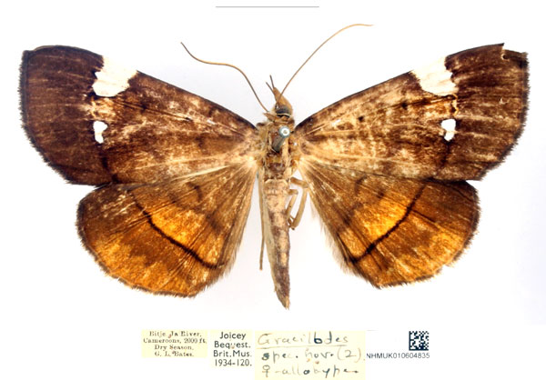 /filer/webapps/moths/media/images/A/albiplagiata_Gracilodes_AT_BMNH_8CGUxz1.jpg