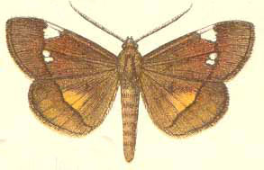 /filer/webapps/moths/media/images/A/albiplagiata_Gracilodes_HT_Gaede.jpg
