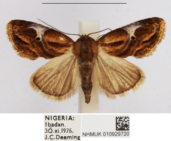/filer/webapps/moths/media/images/A/albiplagiata_Negeta_AM_NHMUK.jpg