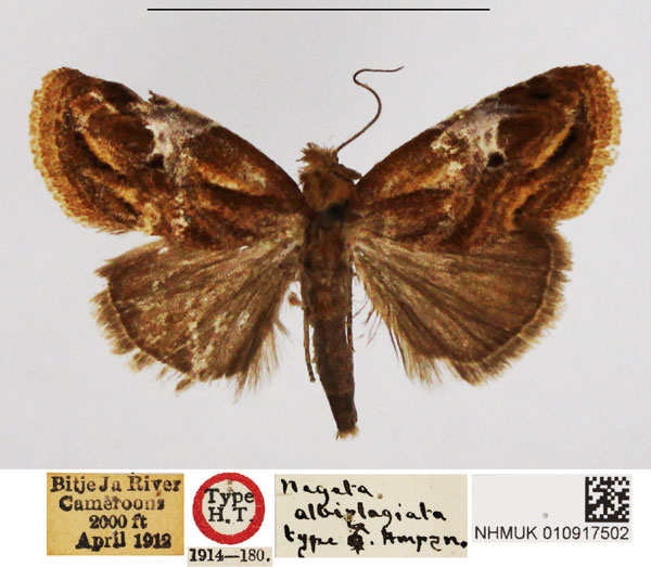 /filer/webapps/moths/media/images/A/albiplagiata_Negeta_HT_NHMUK.jpg