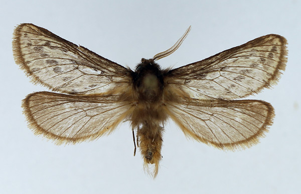 /filer/webapps/moths/media/images/A/albiplumis_Gorgopis_AM_TMSA.jpg