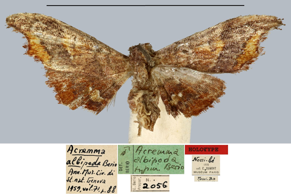 /filer/webapps/moths/media/images/A/albipoda_Acremma_HT_MNHN.jpg