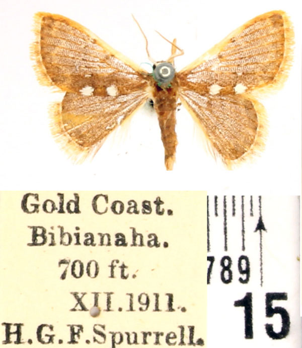 /filer/webapps/moths/media/images/A/albipuncta_Cerynea_AF_BMNH.jpg