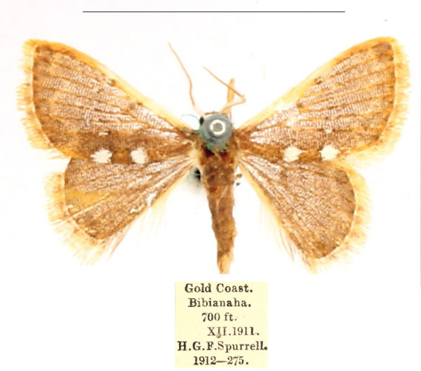 /filer/webapps/moths/media/images/A/albipuncta_Cerynea_AF_BMNH_njKdBId.jpg