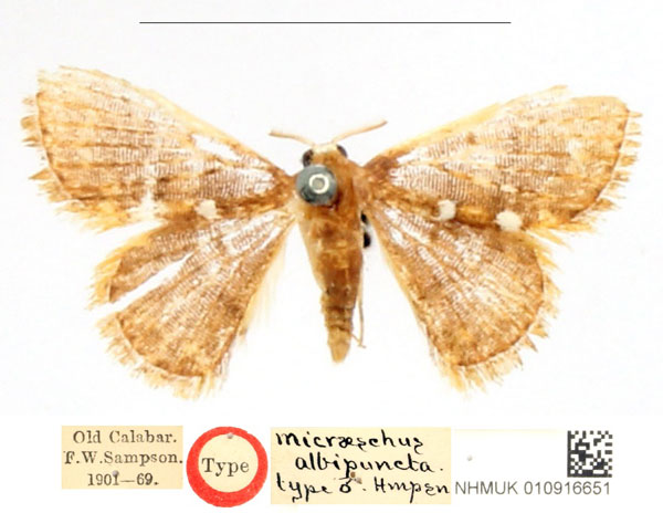 /filer/webapps/moths/media/images/A/albipuncta_Enispa_HT_BMNH_vEa7v1c.jpg