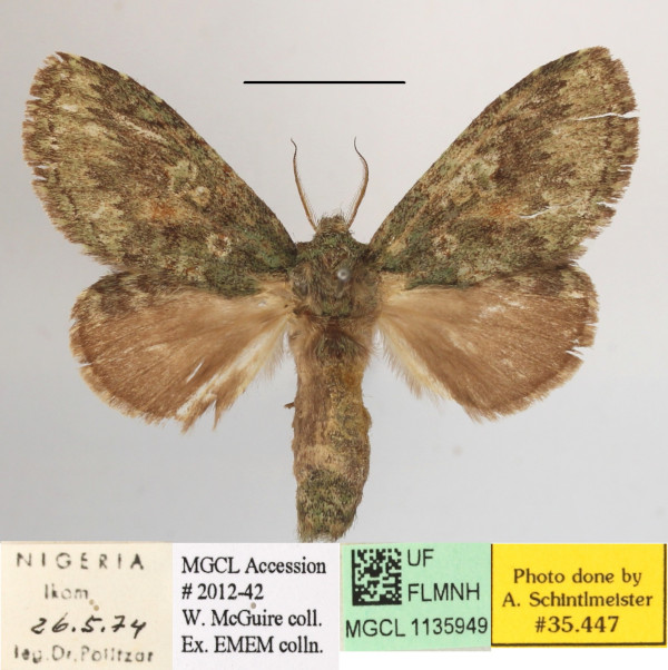 /filer/webapps/moths/media/images/A/albipuncta_Epimetula_A_MGCLa_01.JPG