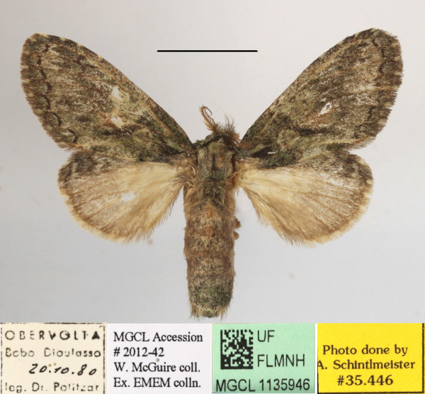/filer/webapps/moths/media/images/A/albipuncta_Epimetula_A_MGCLa_02.JPG