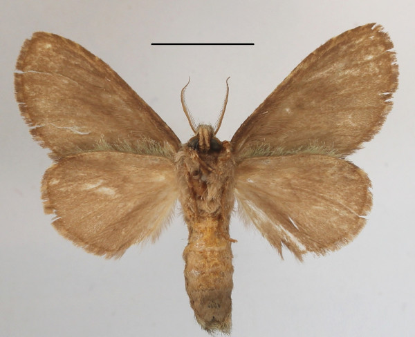 /filer/webapps/moths/media/images/A/albipuncta_Epimetula_A_MGCLb_01.JPG