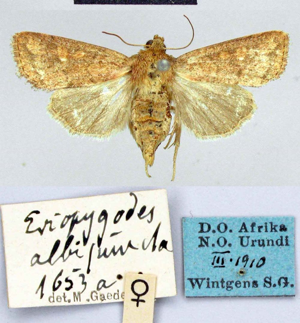 /filer/webapps/moths/media/images/A/albipuncta_Eriopygodes_AT_ZMHB.jpg