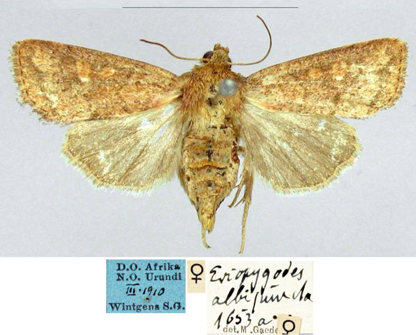 /filer/webapps/moths/media/images/A/albipuncta_Eriopygodes_AT_ZMHB_iz7PxNr.jpg