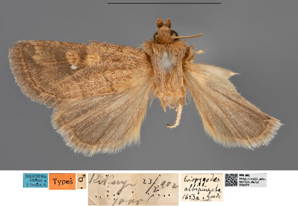 /filer/webapps/moths/media/images/A/albipuncta_Eriopygodes_HT_MfNa.jpg