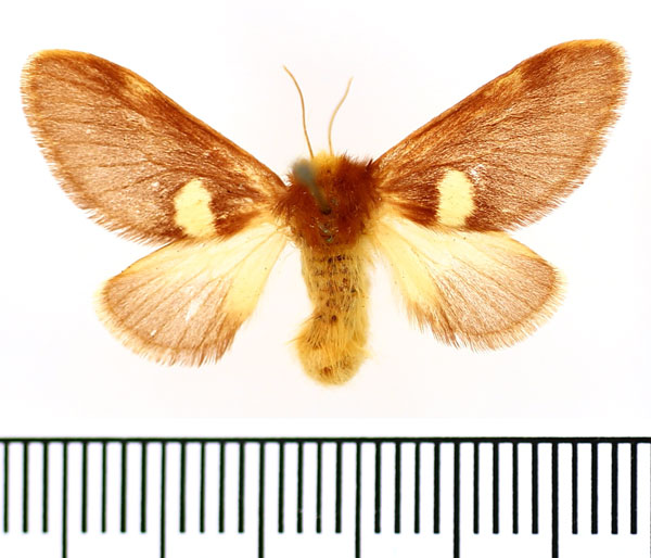 /filer/webapps/moths/media/images/A/albipuncta_Latoiola_AF_BMNH.jpg