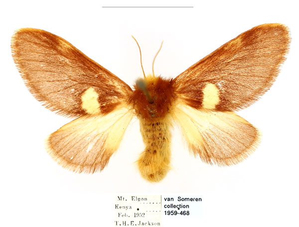 /filer/webapps/moths/media/images/A/albipuncta_Latoiola_AF_BMNH_tMQ88O3.jpg
