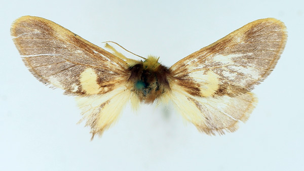 /filer/webapps/moths/media/images/A/albipuncta_Latoiola_AF_TMSA.jpg