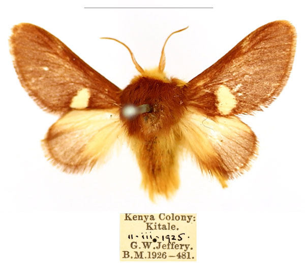 /filer/webapps/moths/media/images/A/albipuncta_Latoiola_AM_BMNH_wz6hI7p.jpg