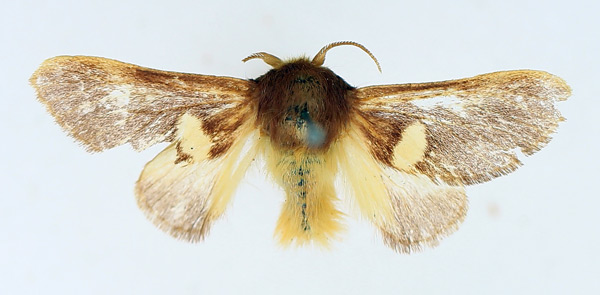 /filer/webapps/moths/media/images/A/albipuncta_Latoiola_AM_TMSA.jpg