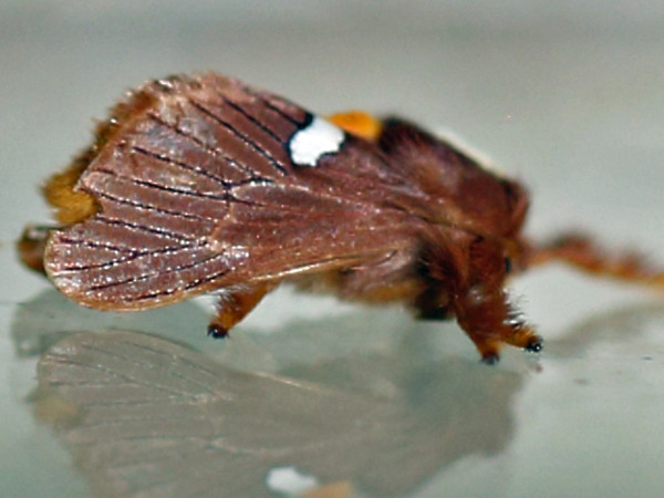 /filer/webapps/moths/media/images/A/albipuncta_Latoiola_A_Voaden.jpg