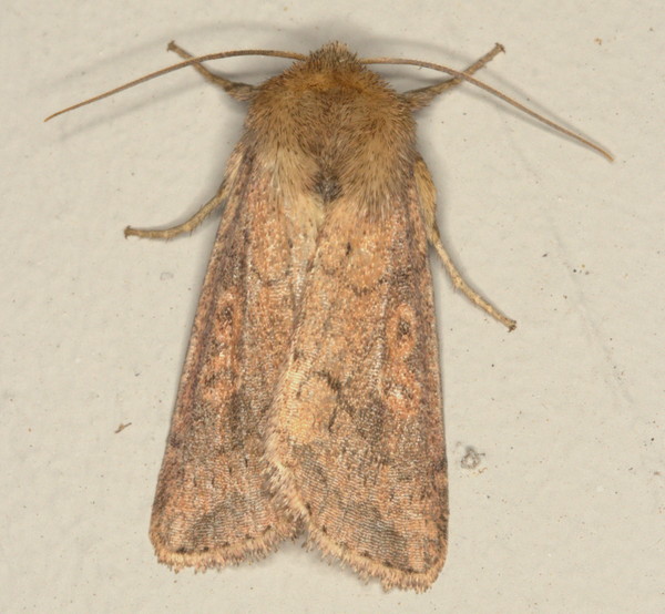 /filer/webapps/moths/media/images/A/albipuncta_Melionica_A_Heyns_01.jpg