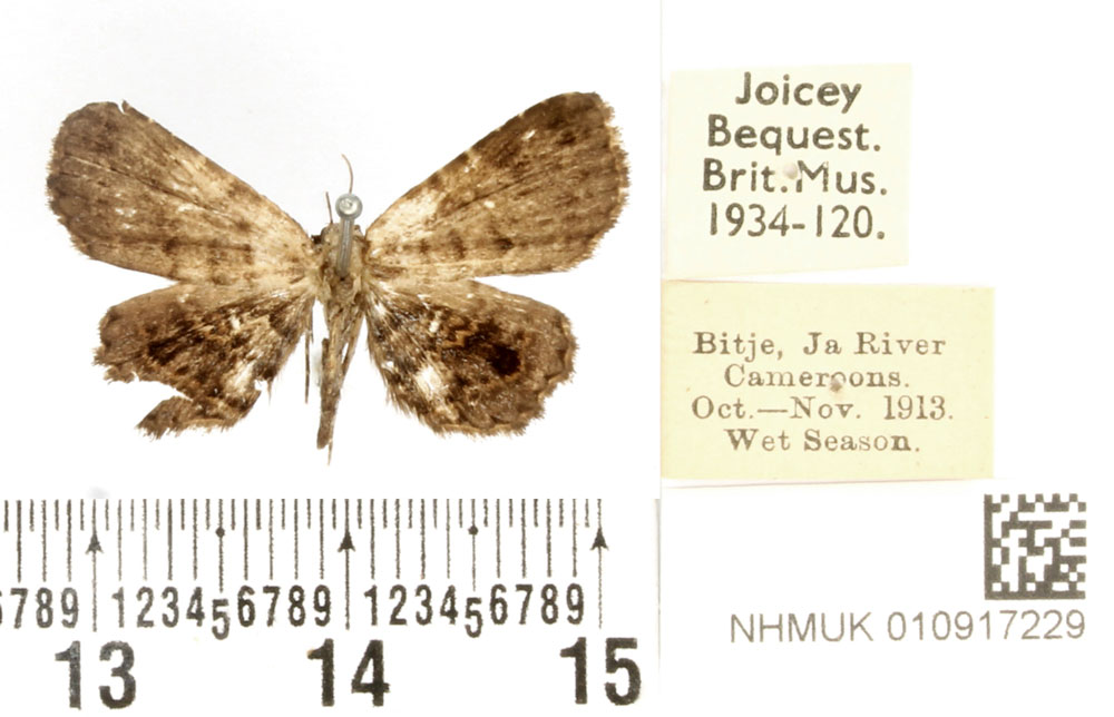 /filer/webapps/moths/media/images/A/albipuncta_Pangrapta_AT_BMNH.jpg