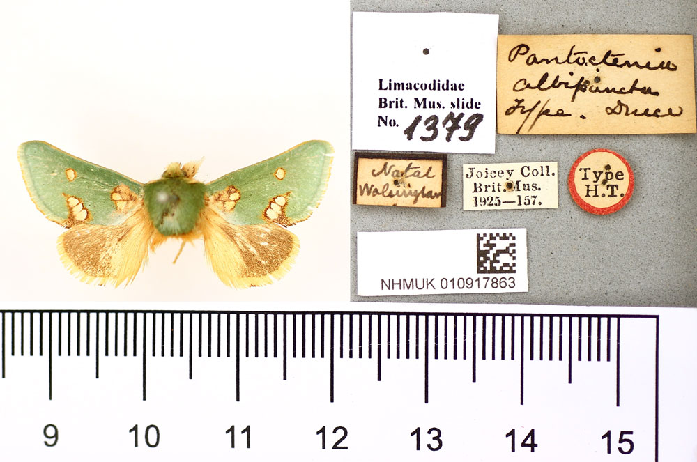 /filer/webapps/moths/media/images/A/albipuncta_Pantoctenia_HT_BMNH.jpg