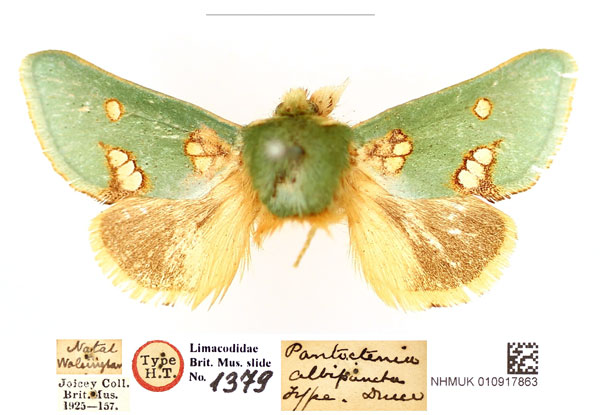/filer/webapps/moths/media/images/A/albipuncta_Pantoctenia_HT_BMNH_ehHH0Tj.jpg