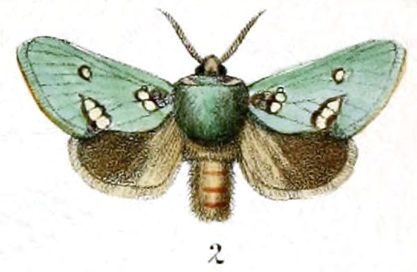 /filer/webapps/moths/media/images/A/albipuncta_Pantoctenia_HT_Druce_55-2.jpg