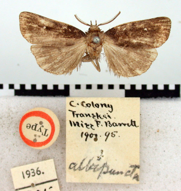 /filer/webapps/moths/media/images/A/albipuncta_Sesamia_HT_BMNH.jpg