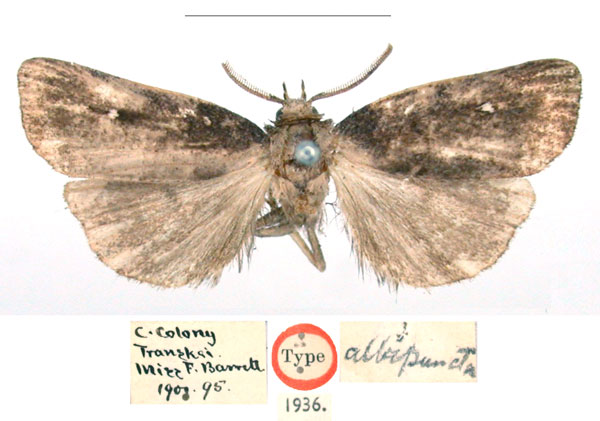 /filer/webapps/moths/media/images/A/albipuncta_Sesamia_HT_BMNH_X8fq9ya.jpg