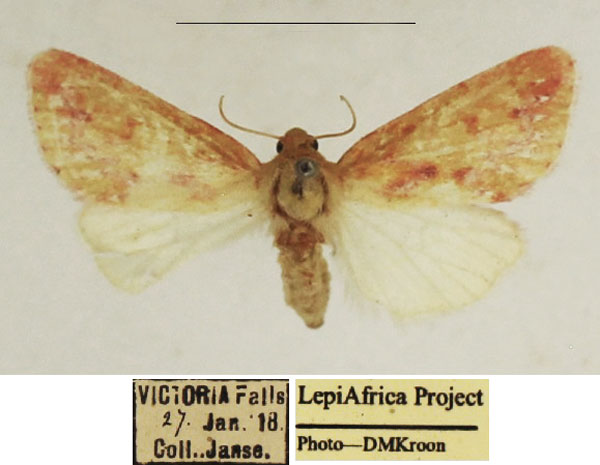 /filer/webapps/moths/media/images/A/albipuncta_Timora_AF_TMSA_01.jpg