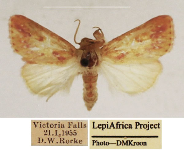 /filer/webapps/moths/media/images/A/albipuncta_Timora_AF_TMSA_02.jpg