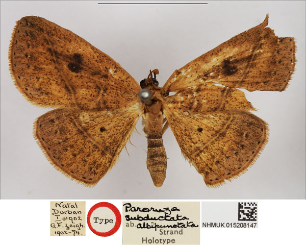 /filer/webapps/moths/media/images/A/albipunctata_Paroruza_HT_NHMUK.jpg